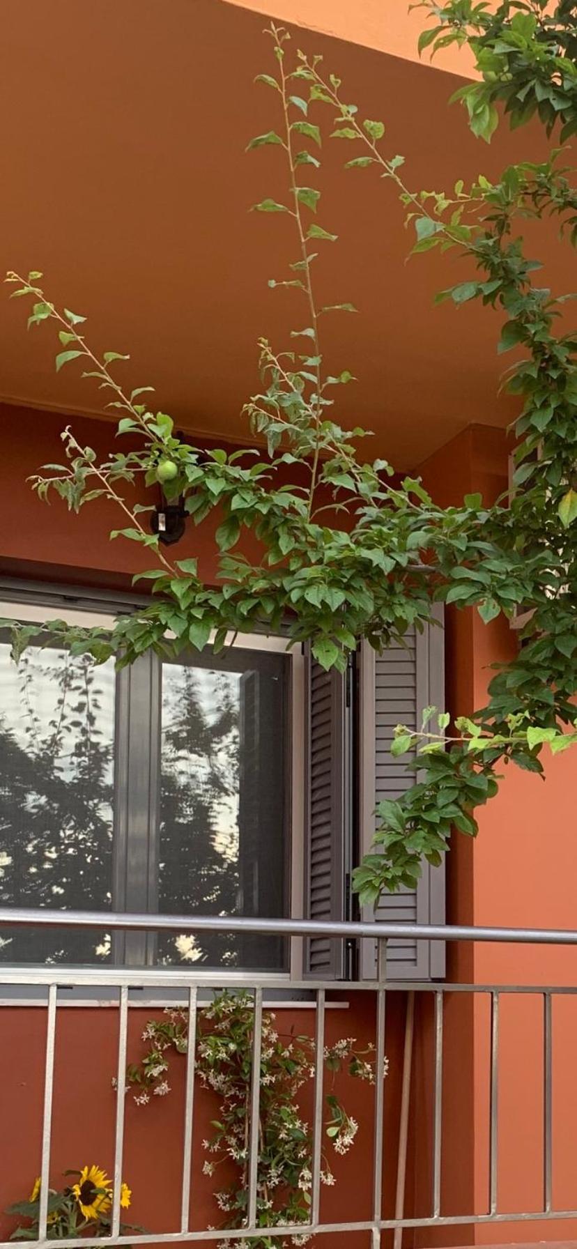 Lefkas Apartment Kalligoni Εξωτερικό φωτογραφία